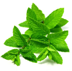 Spearmint Essential Oil - Click Image to Close